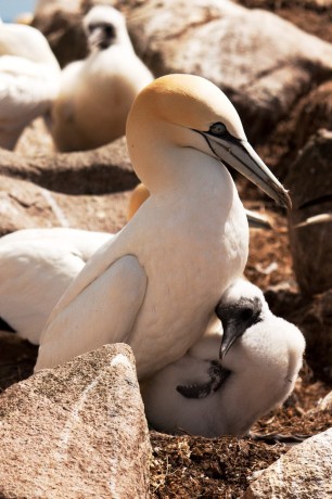 Gannet and Chick