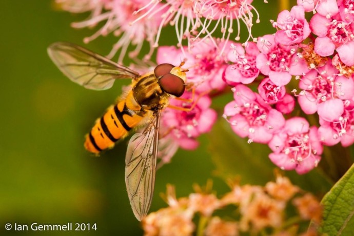 Insect Life Amongst the Flowers (Hoverfly)