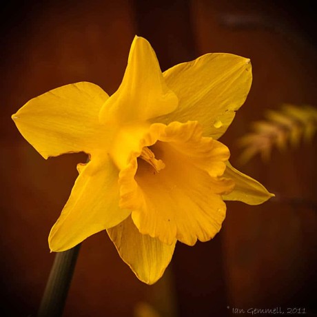 Yellow  Daffodil