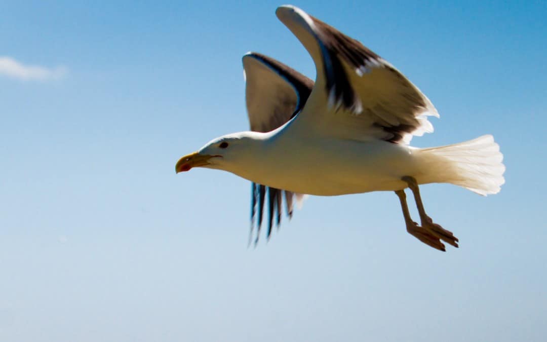 Gull in Flight