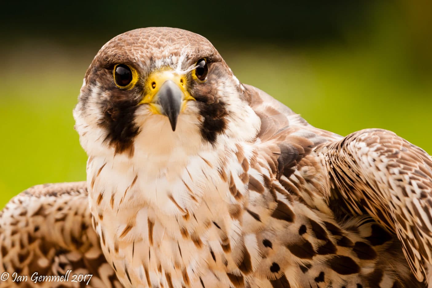 Peregrine Falcon