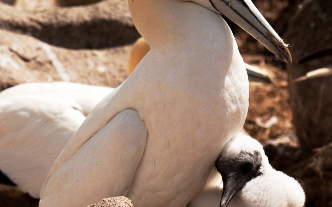 Gannet and Chick