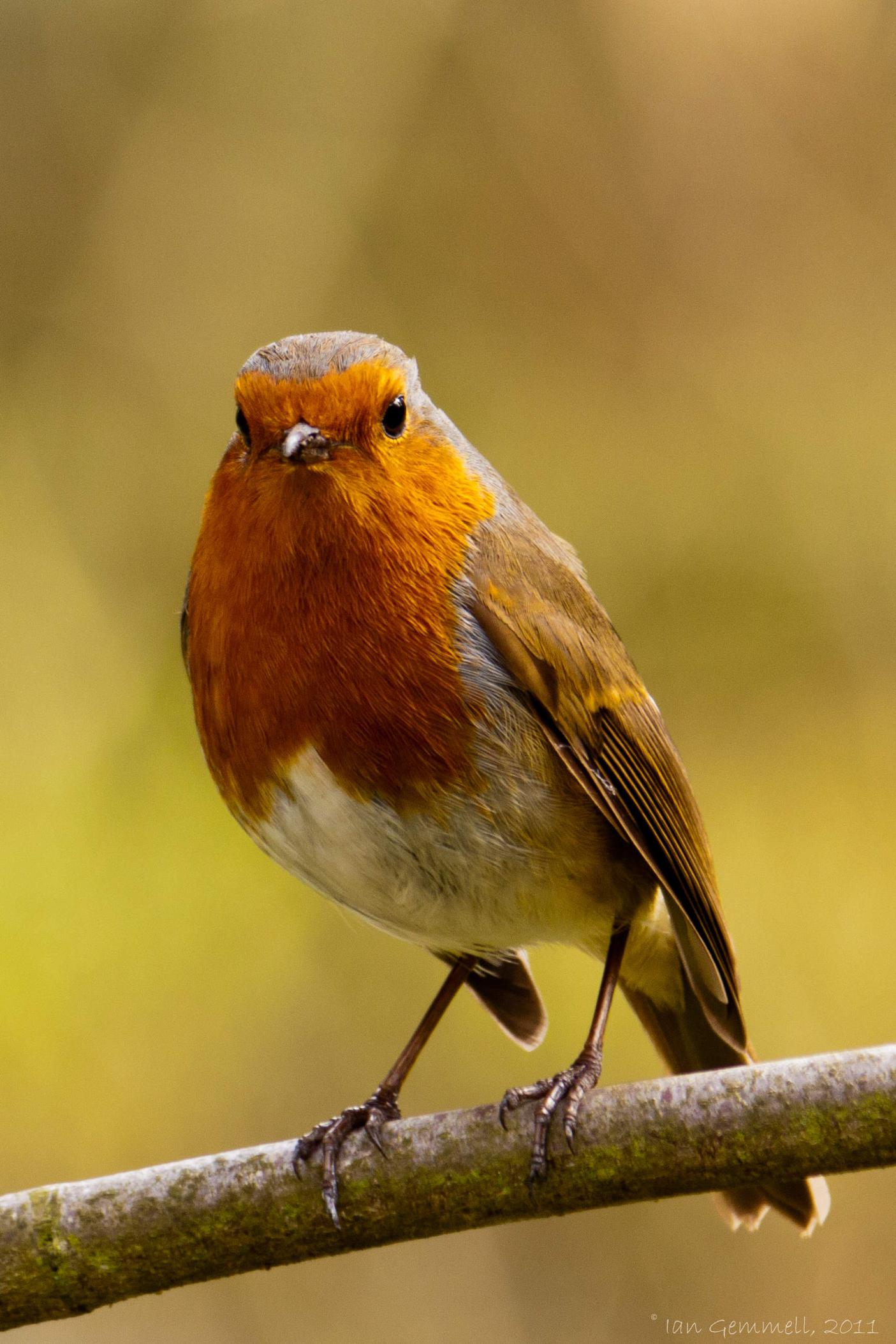Robin