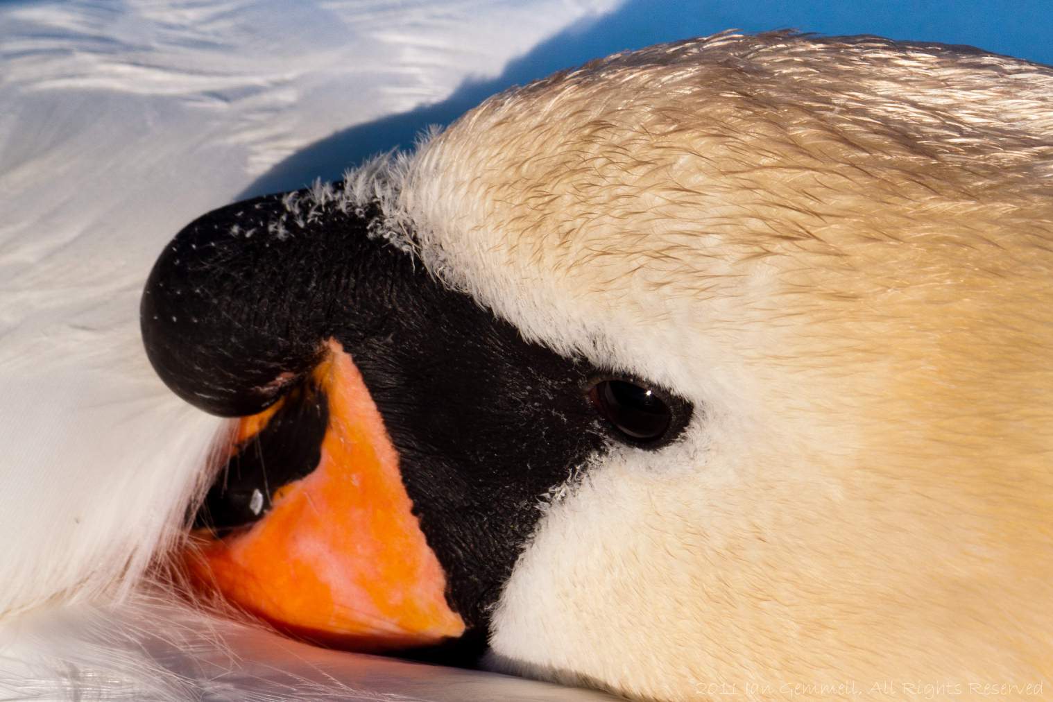 Swan at Rest