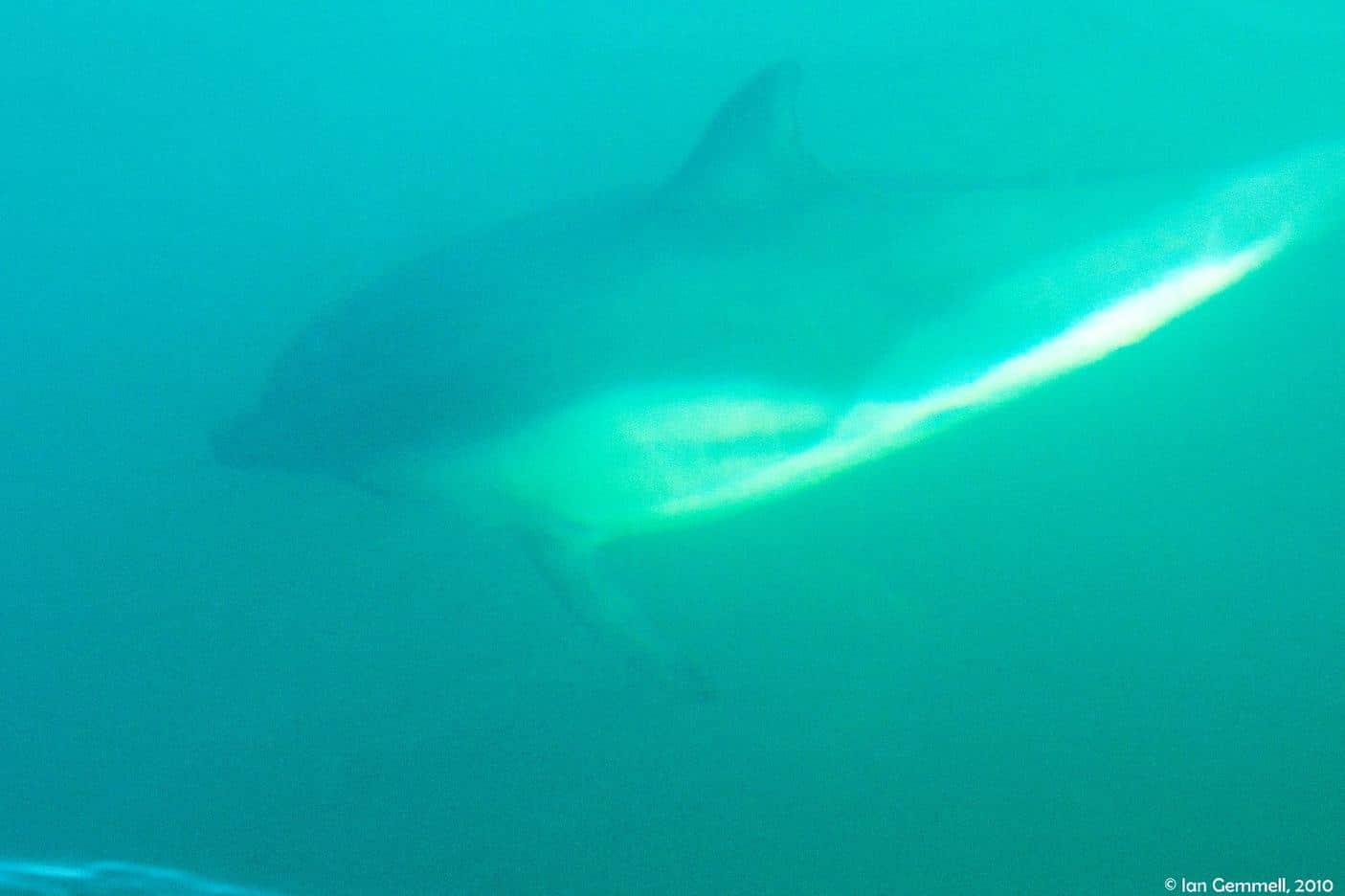 Dolphin
