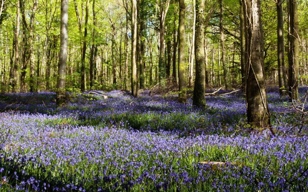 Bluebells in Mooreabbey Woods