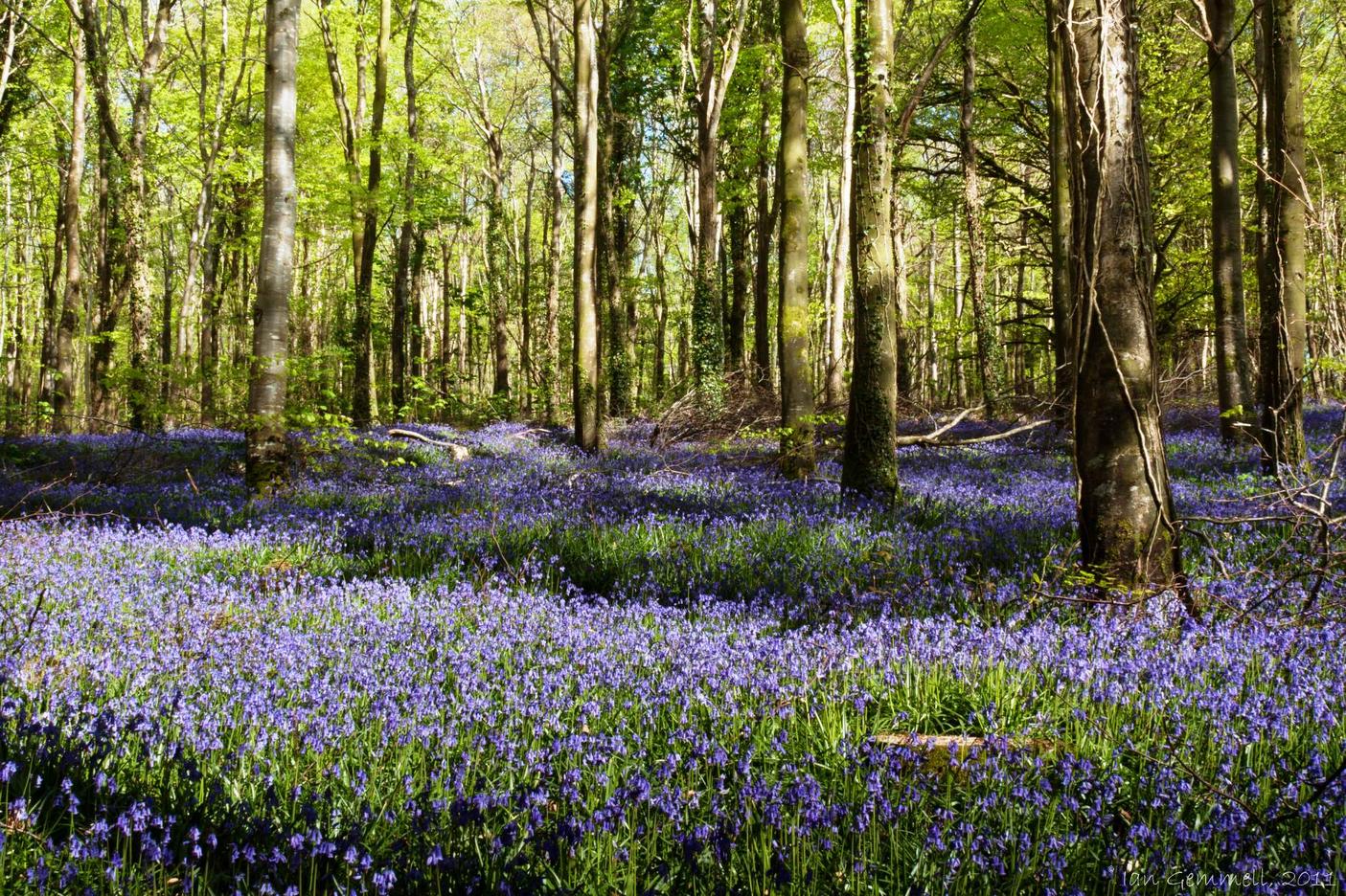 Bluebells in Mooreabbey Woods