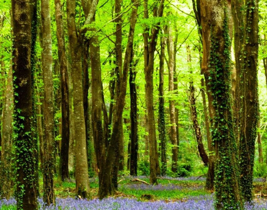 Spring Bluebells