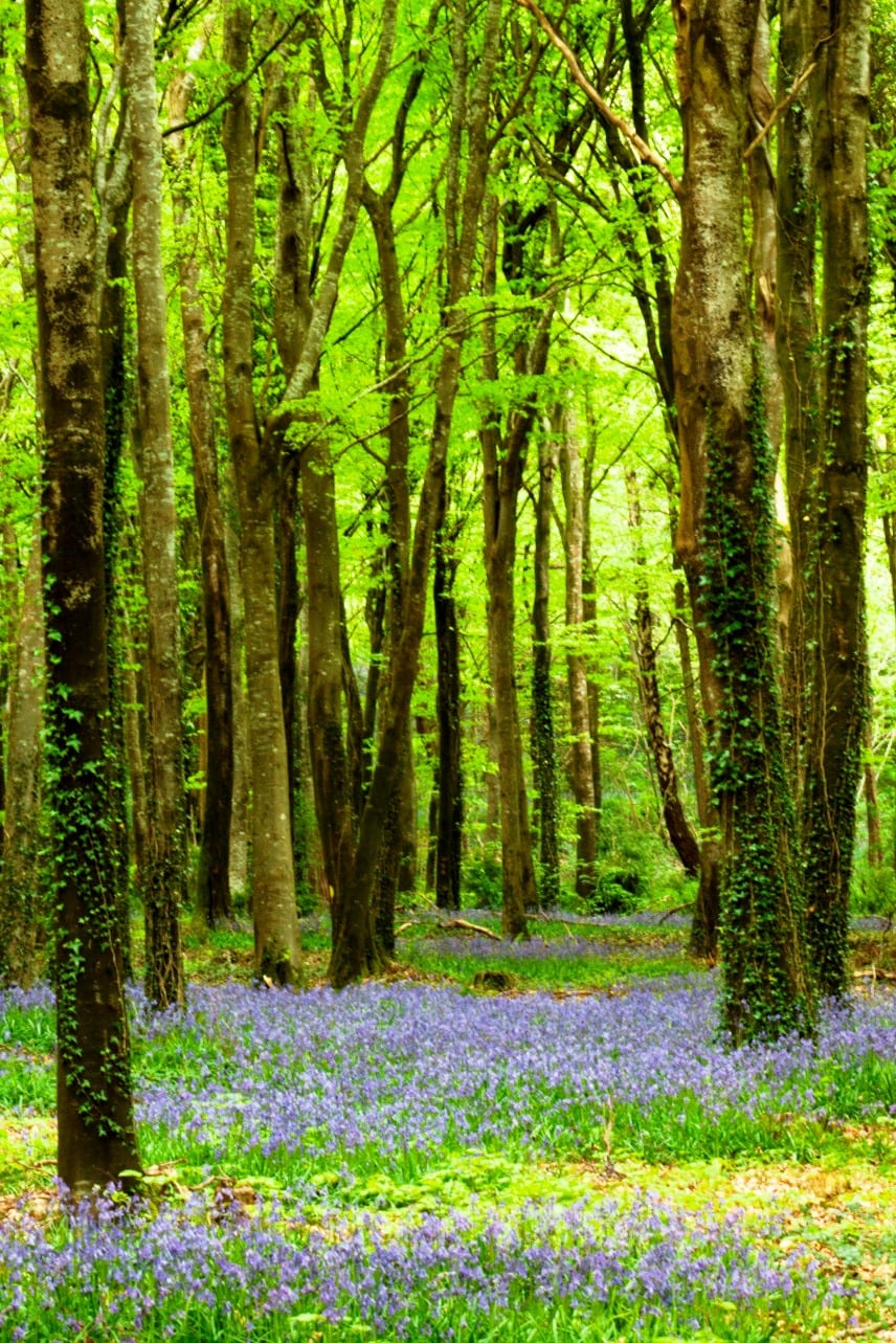Spring Bluebells