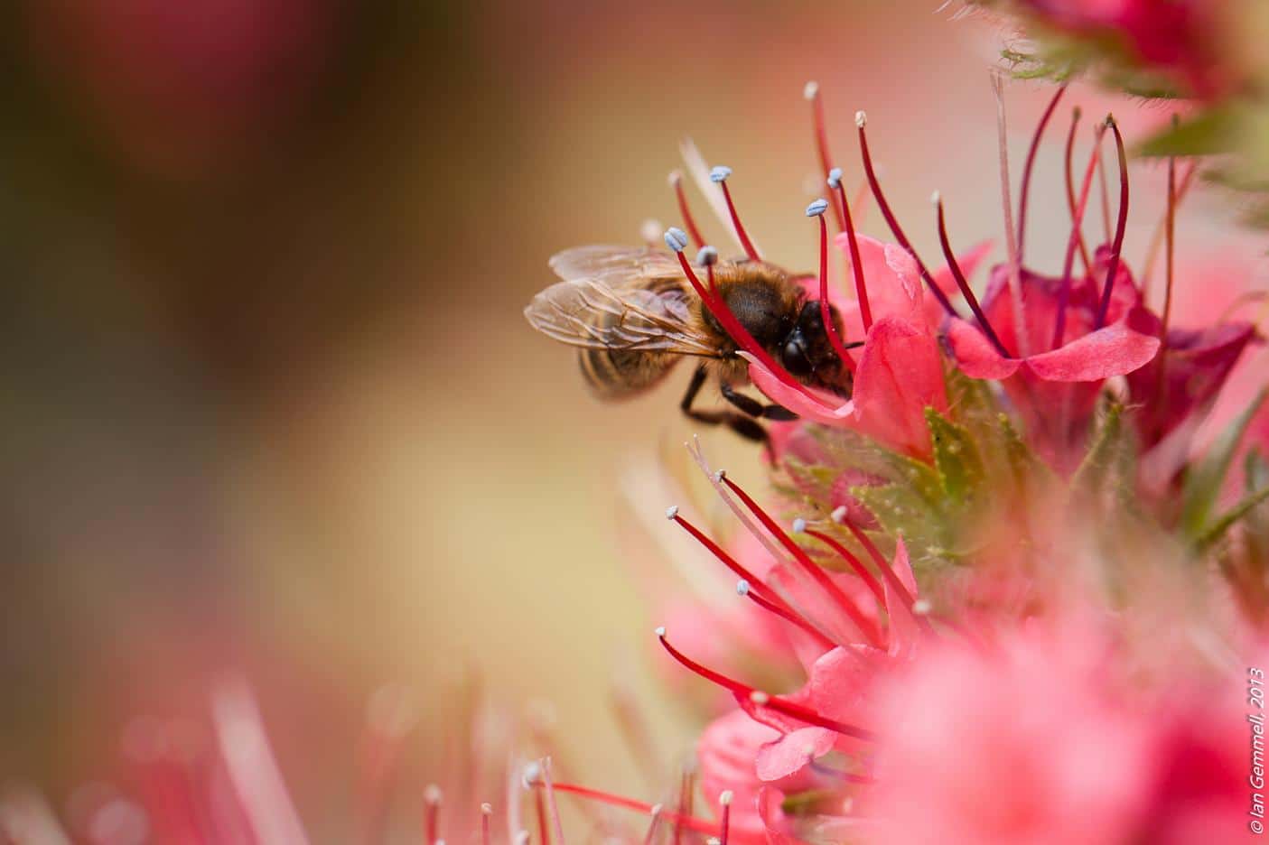Bee There