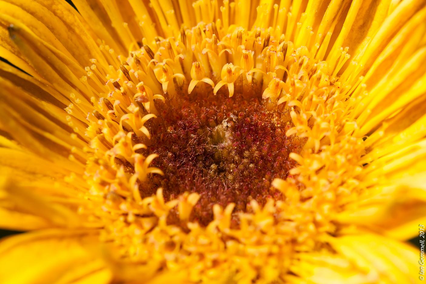 Sun Light