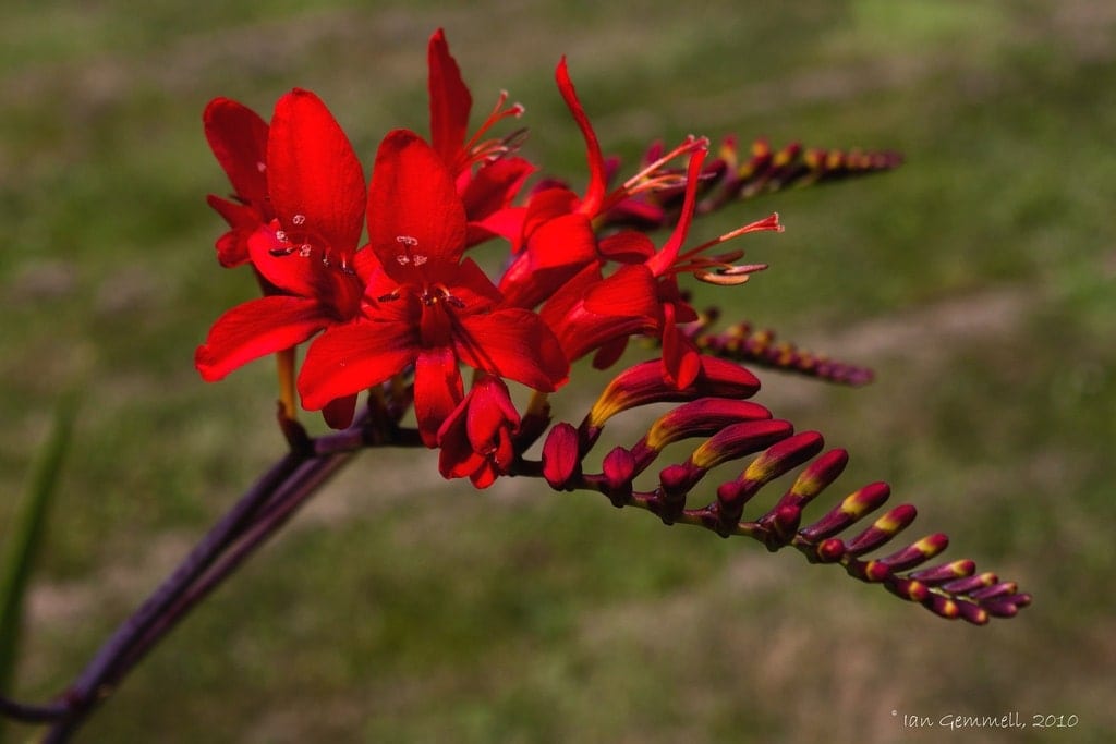 Crocosmia