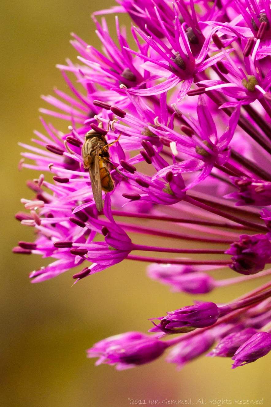 Wasp on Flower
