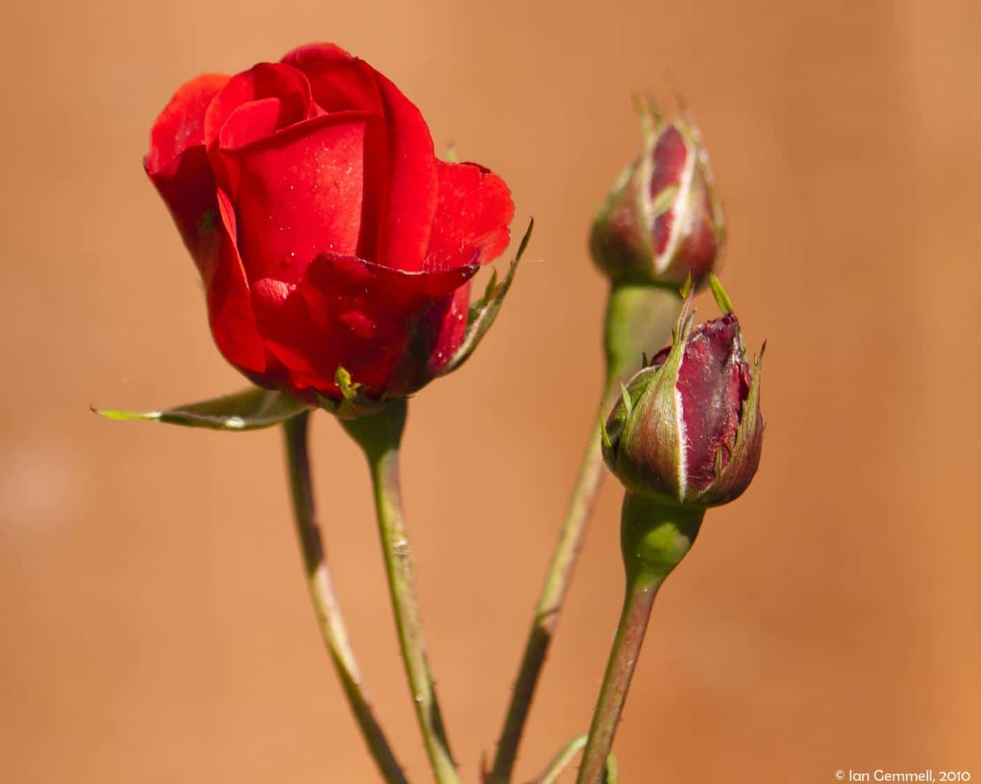 Red Rose