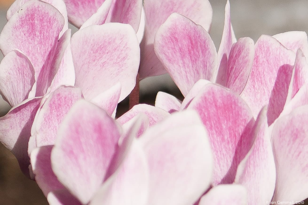 Sea of Pink