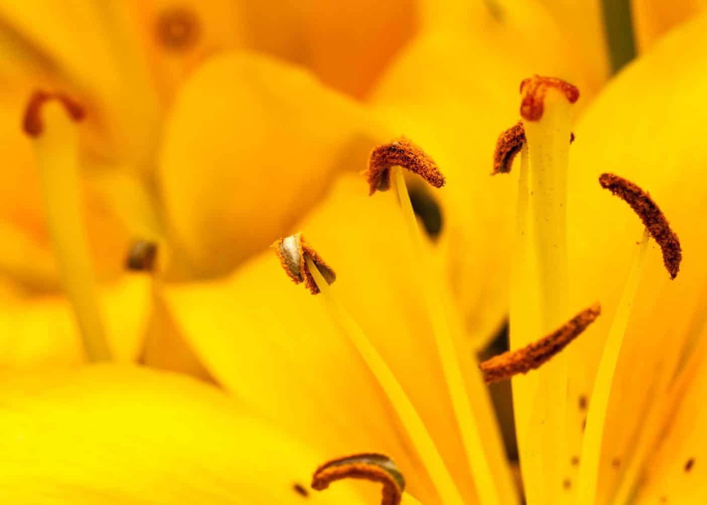 Golden Glow