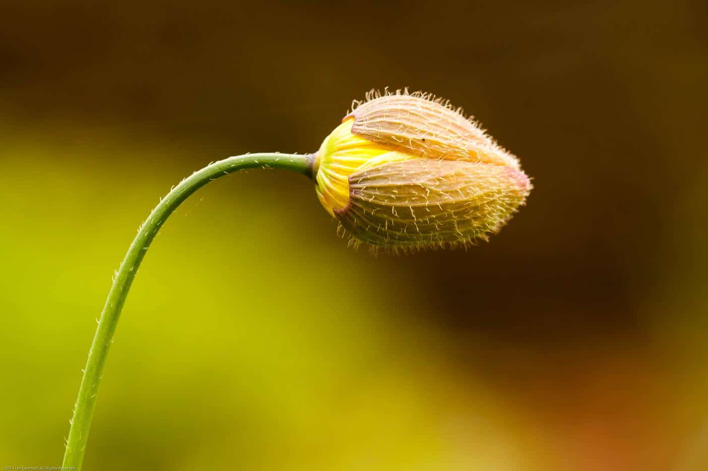 Spring Bud