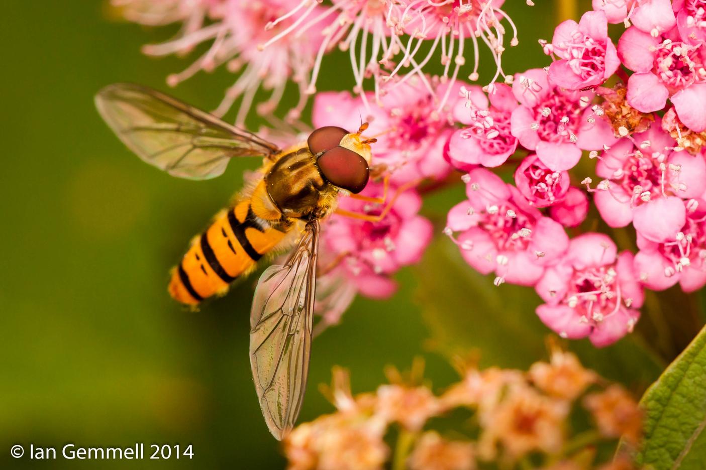 Insect Life Amongst the Flowers