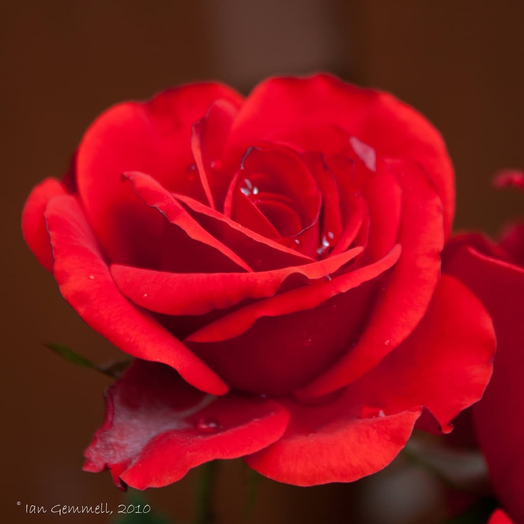 Red Red Rose