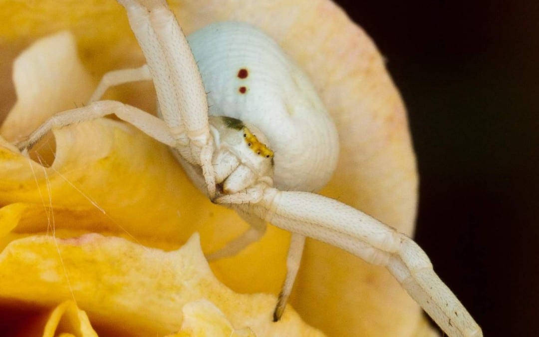 Crab Spider – Thomisidae