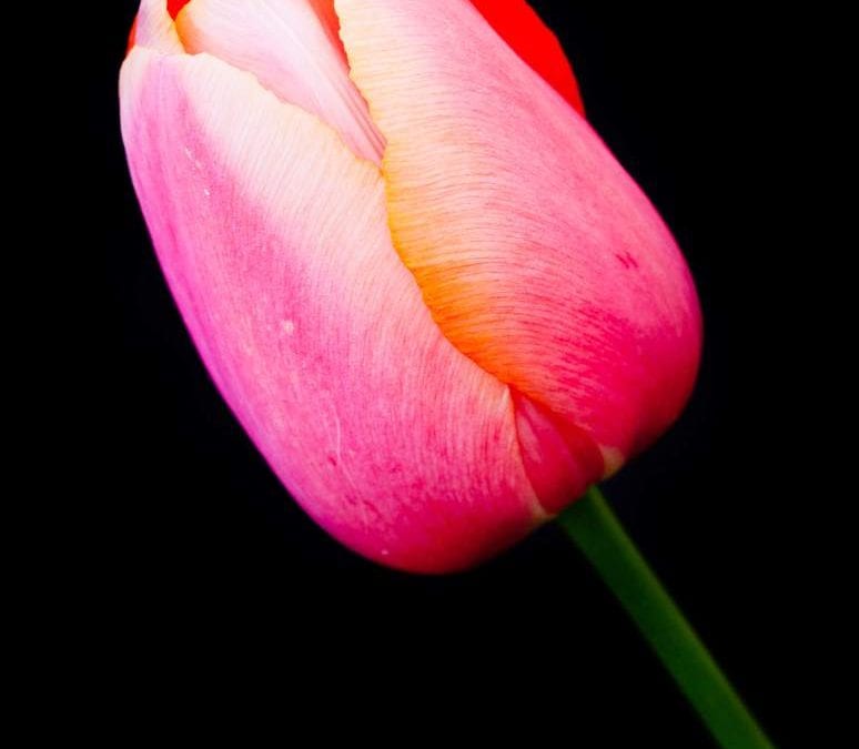 Tulip