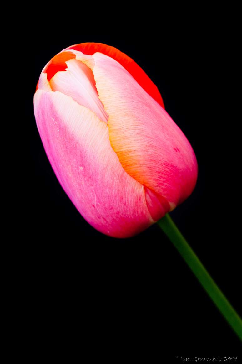 Tulip
