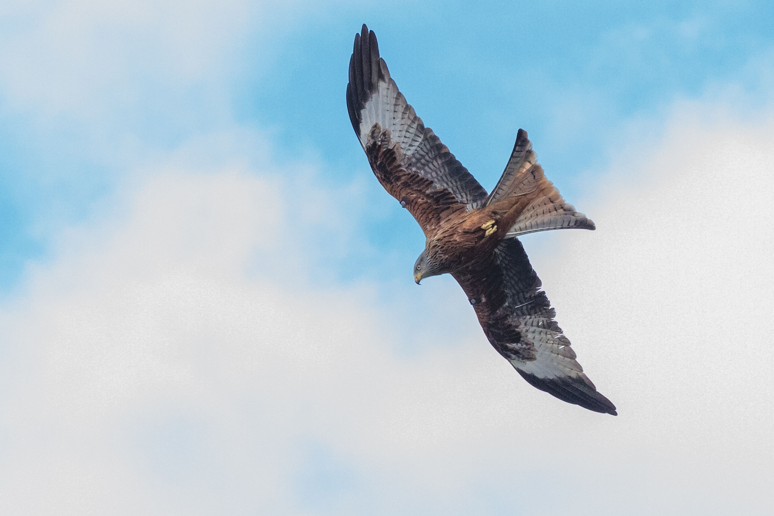 Red Kite in Avoca Village