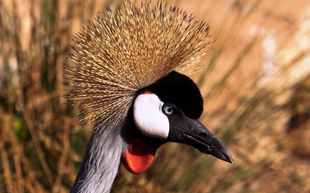 Grey Crowned Crane