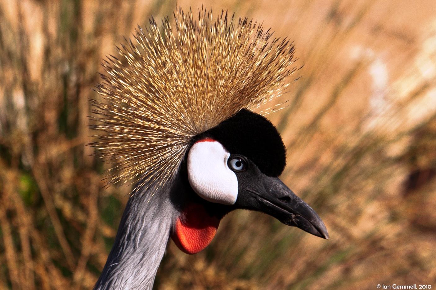 Grey Crowned Crane