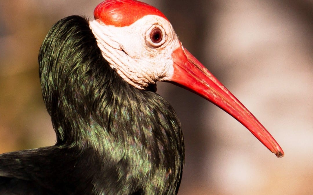 Southern Bald Ibis