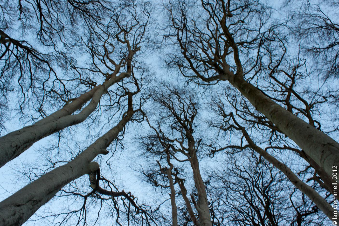 Tree Tops