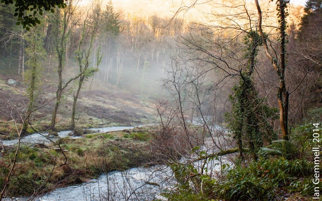 Trees in the Mist