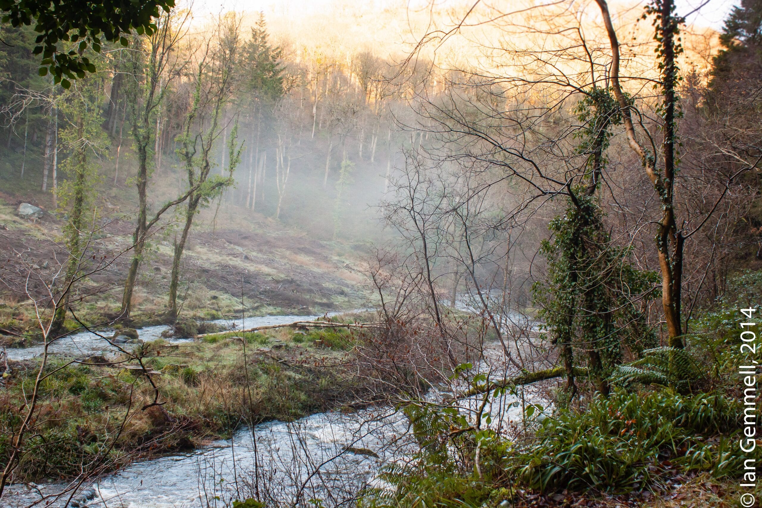 Trees in the Mist